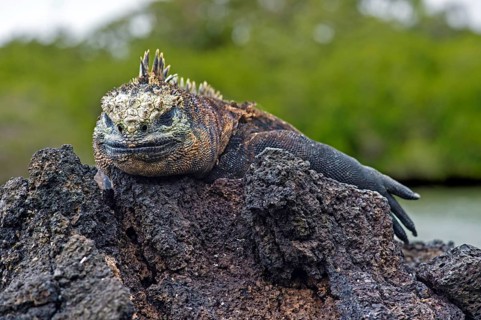 Sea Lizard (Amblyrhynchus cristatus albemarlensis) lies on rock