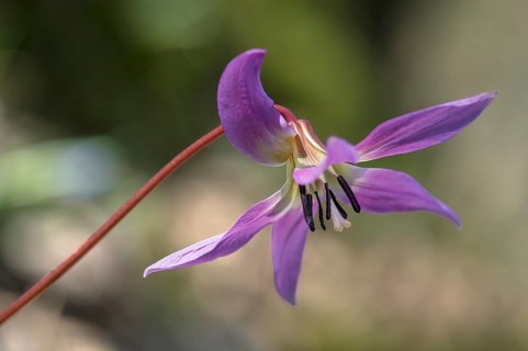 Dog's tooth violet (Erythronium dens-canis)
