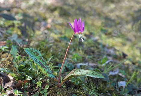Dog's tooth violet (Erythronium dens-canis)