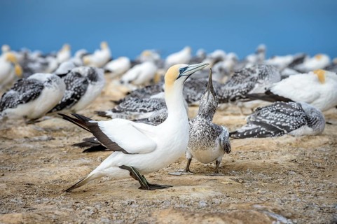 Australasian gannet (Morus serrator) with young animal