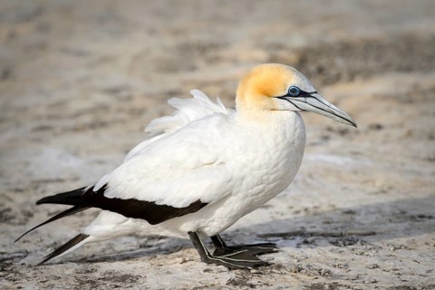 Australasian gannet (Morus serrator)