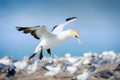 Australasian gannet (Morus serrator) in flight