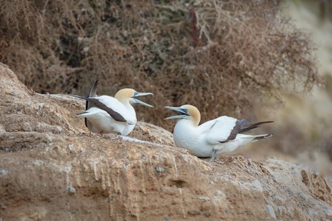 Australasian gannet (Morus serrator) on rocks