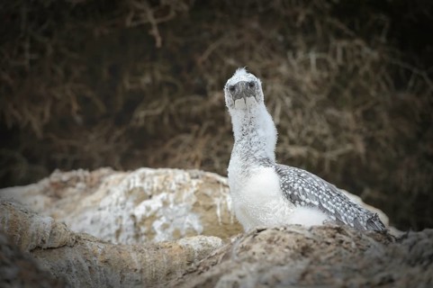 Australasian gannet (Morus serrator)