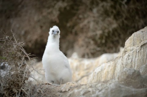 Australasian gannet (Morus serrator)