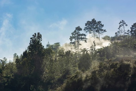 Tropical forest with fog and steam from hot springs