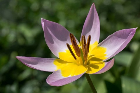 Yellow-purple tulip