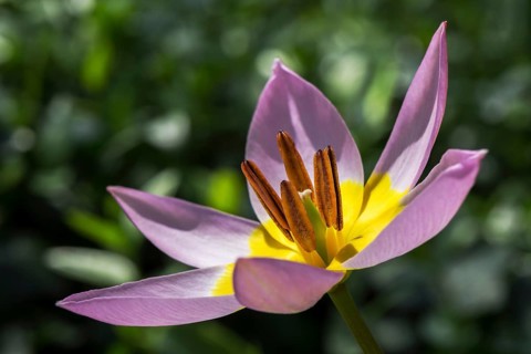 Yellow-purple tulip