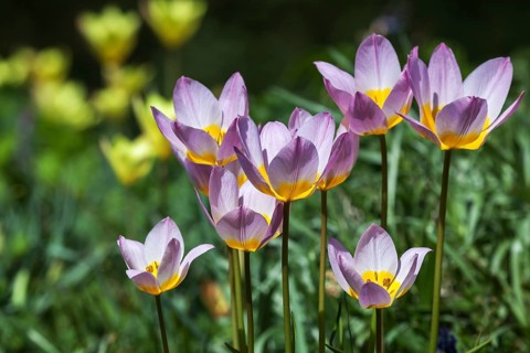 Purple and yellow tulips