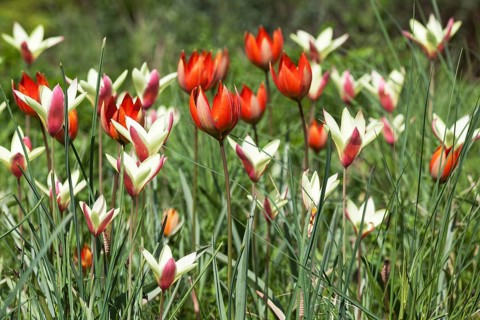 Lady tulip (Tulipa clusiana) and red tulips