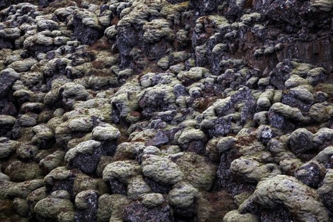 moss-covered lava rock at Thingvellir