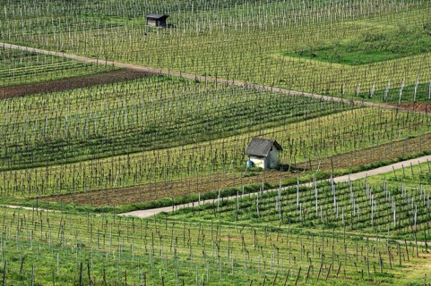 viticulture