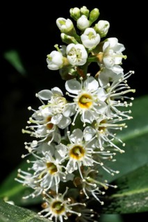 Flowering cherry laurel (Prunus laurocerasus)
