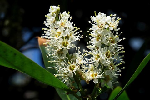 Flowers of cherry laurel (Prunus laurocerasus)