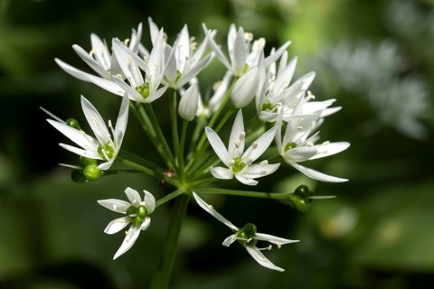 Flower of wild garlic (Allium ursinum)