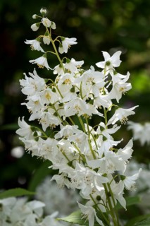 Flowers of a slender deutzia shrub(Deutzia gracilis)