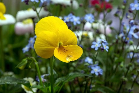 Yellow horned violet (Viola)