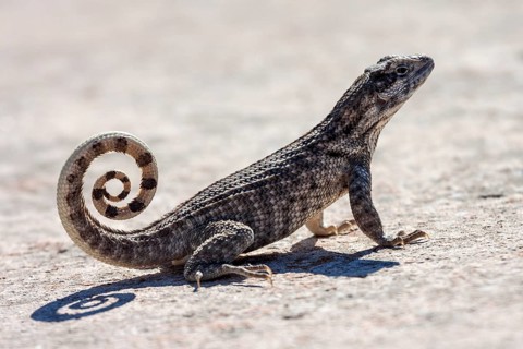 Northern curly-tailed lizard (Leiocephalus)
