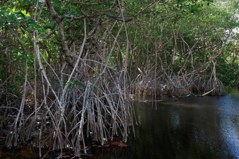 Mangroves at beach Playa Maguana in Baracoa