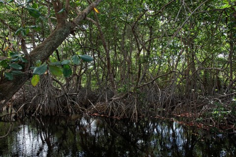 Mangroves at beach Playa Maguana in Baracoa