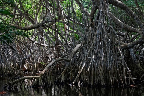 Mangroves at beach Playa Maguana in Baracoa