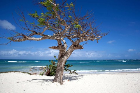 Cristal blue sea and a wind swept tree at Playa Guardalavaca beach