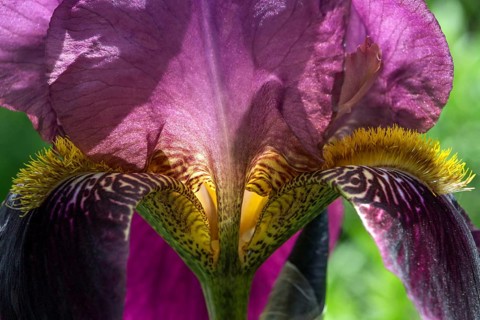 Iris (Iris sp.)