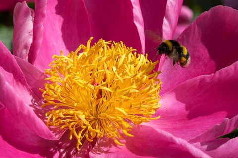 Bumblebee (Bombus sp.) flying towards common peony (Paeonia officinalis)