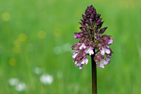 Lady orchid (Orchis purpurea)