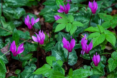 Spring sowbread (Cyclamen repandum) with water droplets