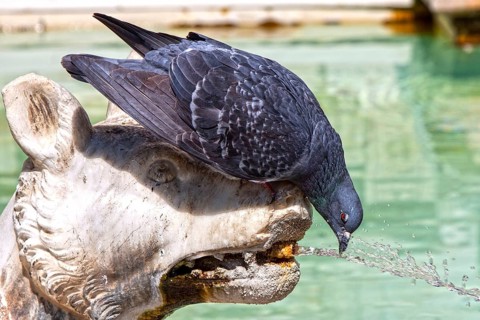 Pigeon drinking water from marble statue, Fonte Gaia