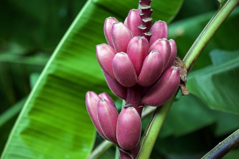 Wild Red banana (Musa velutina)