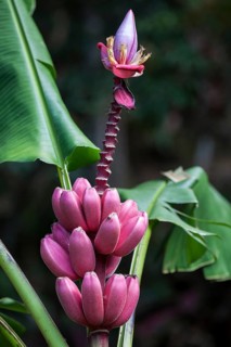 Wild Red banana (Musa velutina)