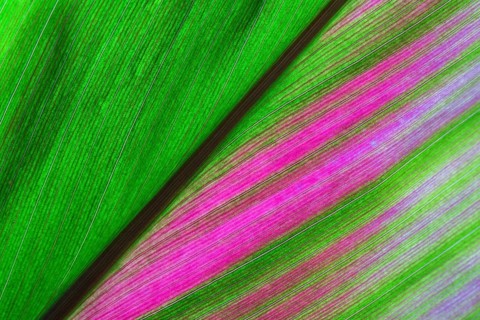 Cordyline (Cordyline)