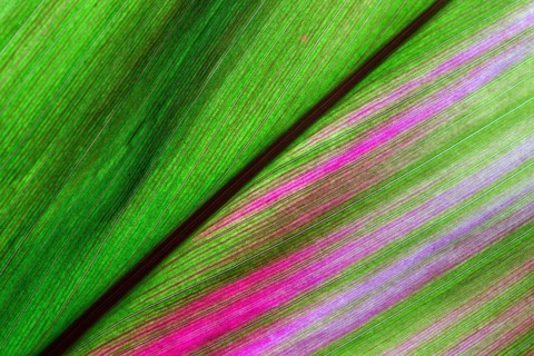 Cordyline (Cordyline)