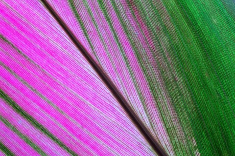 Cordyline (Cordyline)