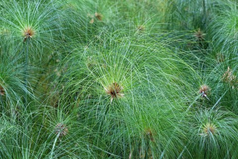 Papyrus sedge (Cyperus papyrus)