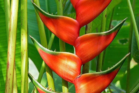 Red flower of Heliconia (Heliconia wagneriana)