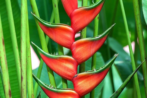 Red flower of Heliconia (Heliconia wagneriana)