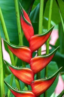 Red flower of Heliconia (Heliconia wagneriana)