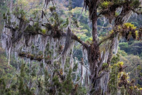 Tree densely overgrown with Old Man's Beards (Usnea)