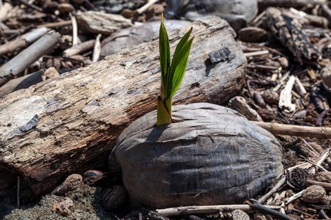 Freshly germinated coconut on the beach Playa Espadilla