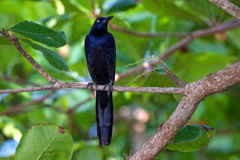 Great-tailed grackle (Quiscalus mexicanus)