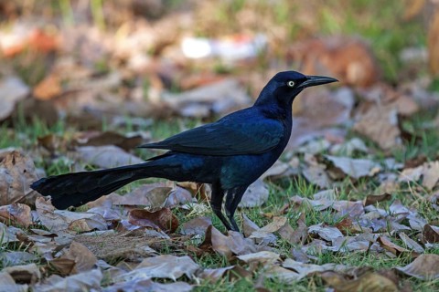 Great-tailed grackle (Quiscalus mexicanus)