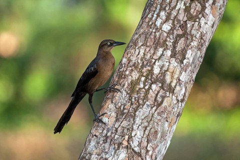 Great-tailed grackle (Quiscalus mexicanus)