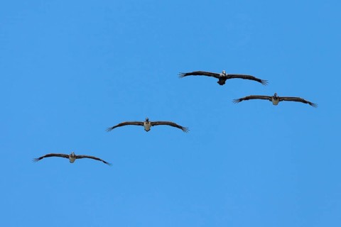 Four Brown Pelicans (Pelecanus occidentalis) gliding