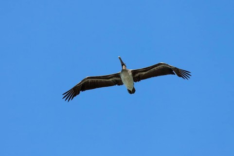 Brown Pelican (Pelecanus occidentalis) gliding