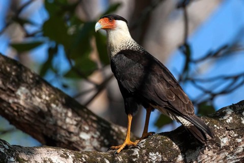 Southern crested caracara (Caracara plancus) sits on branch