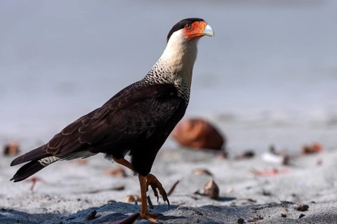 Southern crested caracara (Caracara plancus) runs on sandy beach
