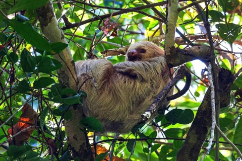 Two-toed sloths (Choloepus) sleeps in the tree